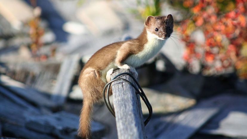 Least Weasel