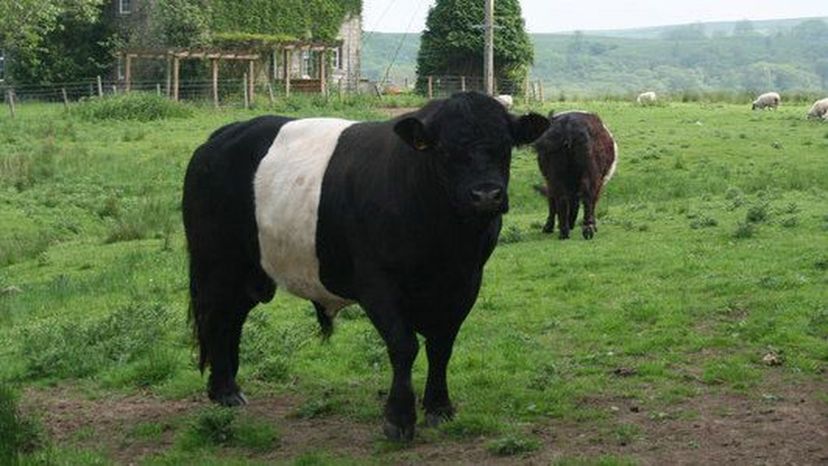 Belted Galloway