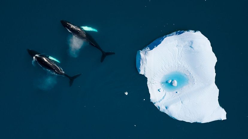 Whales with iceberg