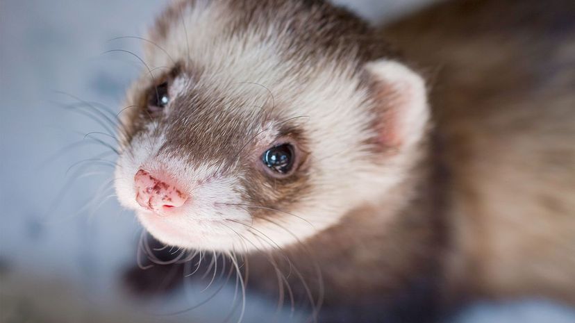 Ferret