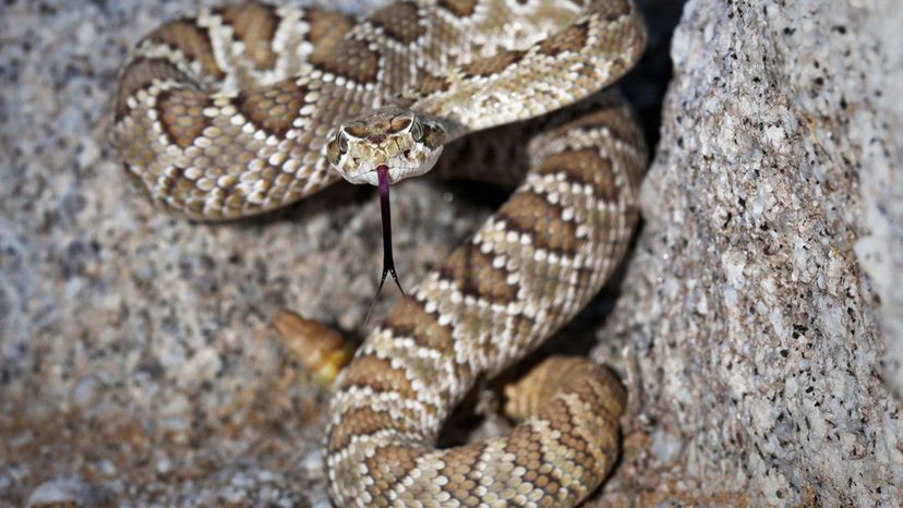 Mohave Rattlesnake