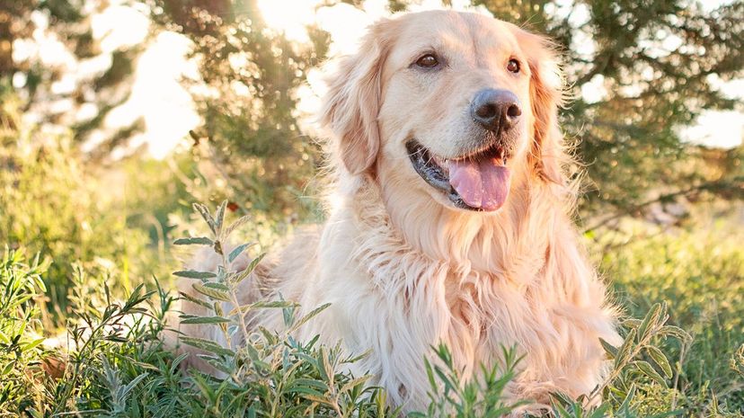 Golden Retriever