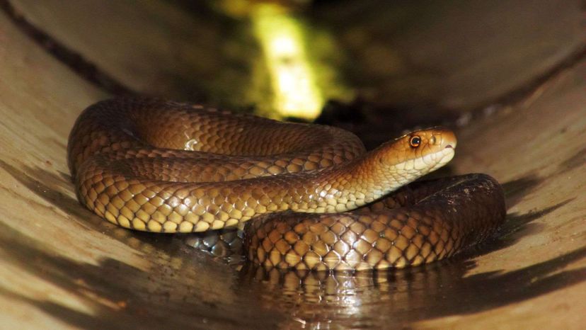 Eastern Brown Snake