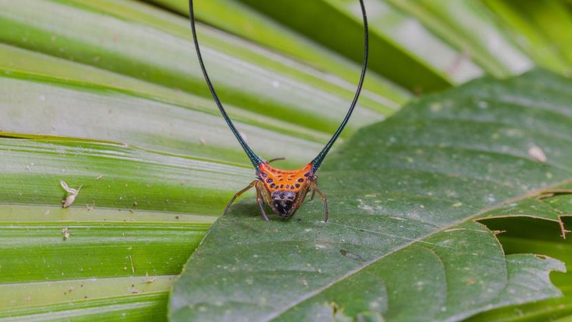 Long horned orb weaver spider