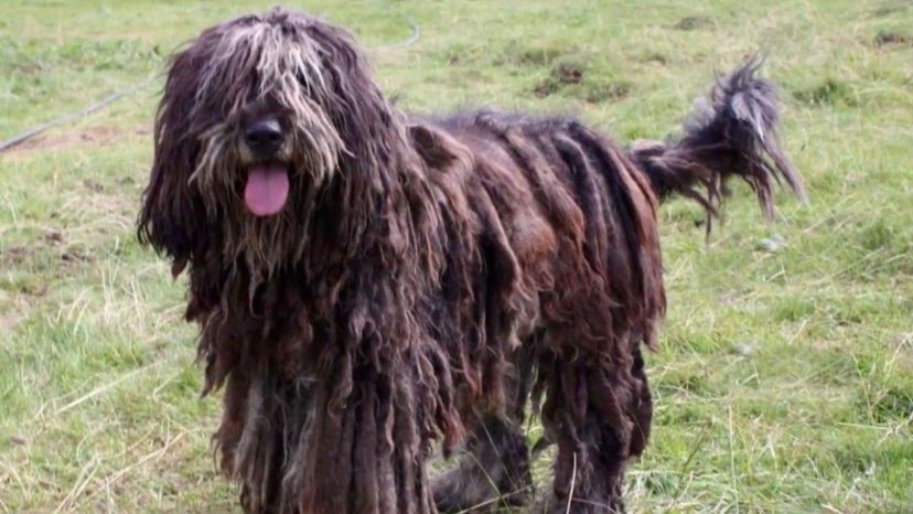 Bergamasco Shepherd