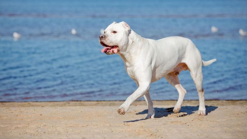 Dogo Argentino