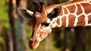 Can You Recognize All of These Hoofed Animals