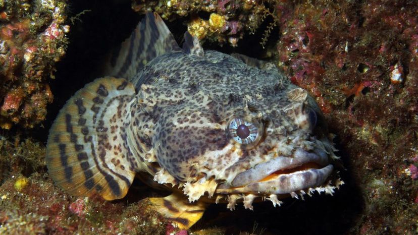 Oyster Toadfish