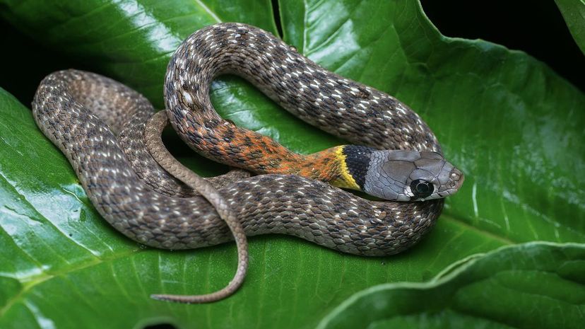 Red-Necked Keelback