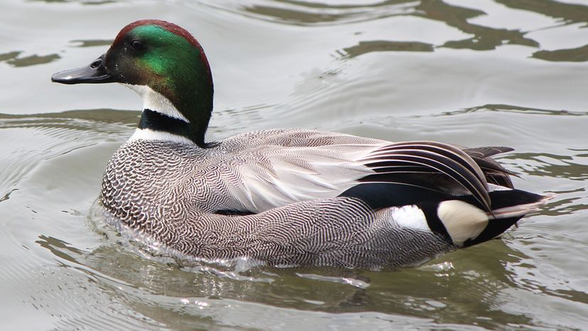 Falcated Duck