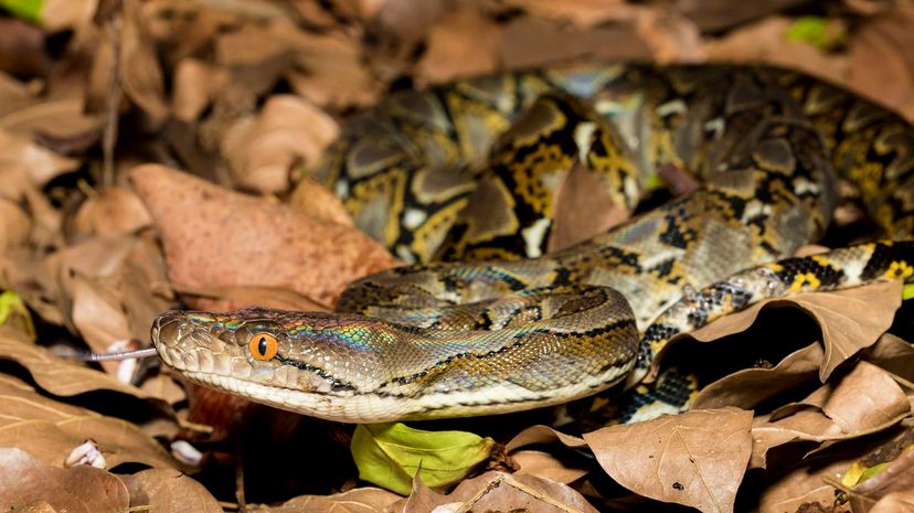 1 Reticulated python