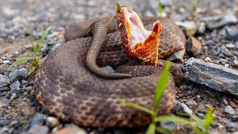 11 Western cottonmouth