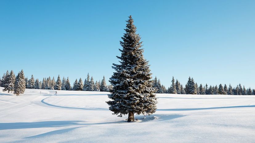 9 pine tree GettyImages-183140927