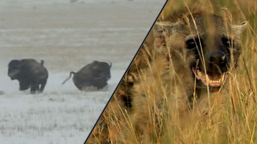 Buffalo and Hyena