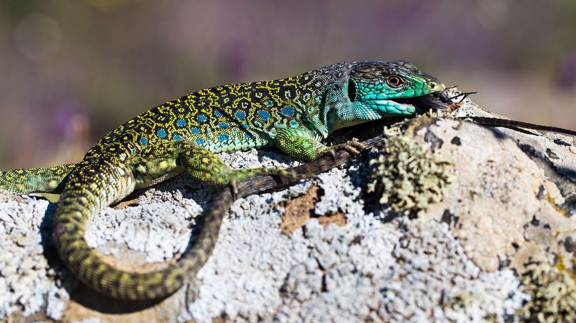 Jeweled Lacerta