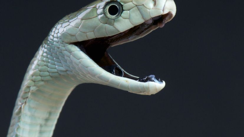 Black Mamba