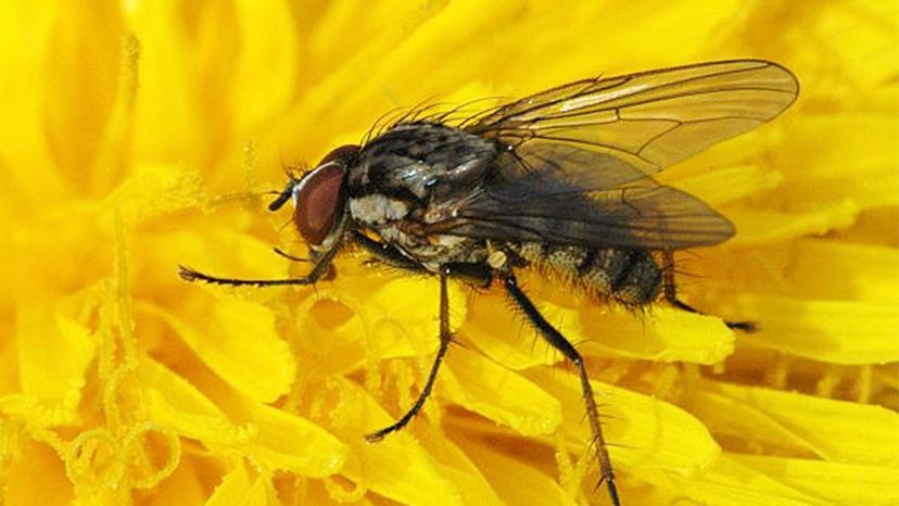 Cabbage Fly