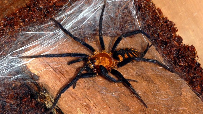 6 Funnel web tarantula Linothele megatheloides