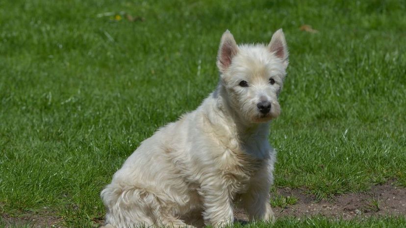 West Highland White Terrier