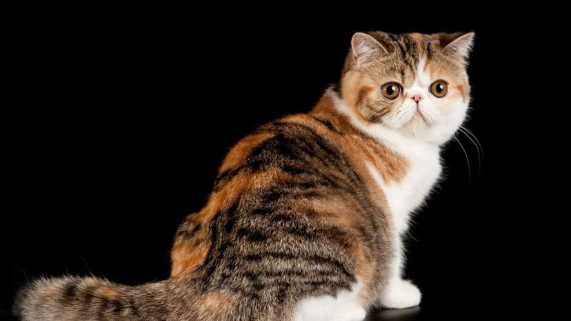 Exotic Shorthair