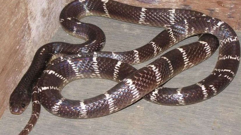 Este quiz de identificação de cobras venenosas é realmente difícil