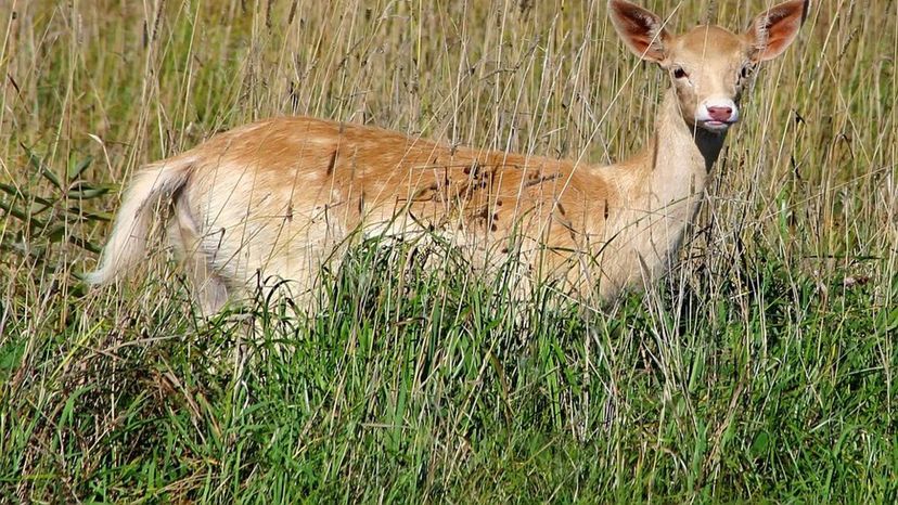 Fawn (Caribou)