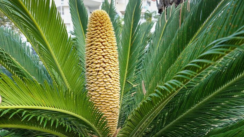 sago palm