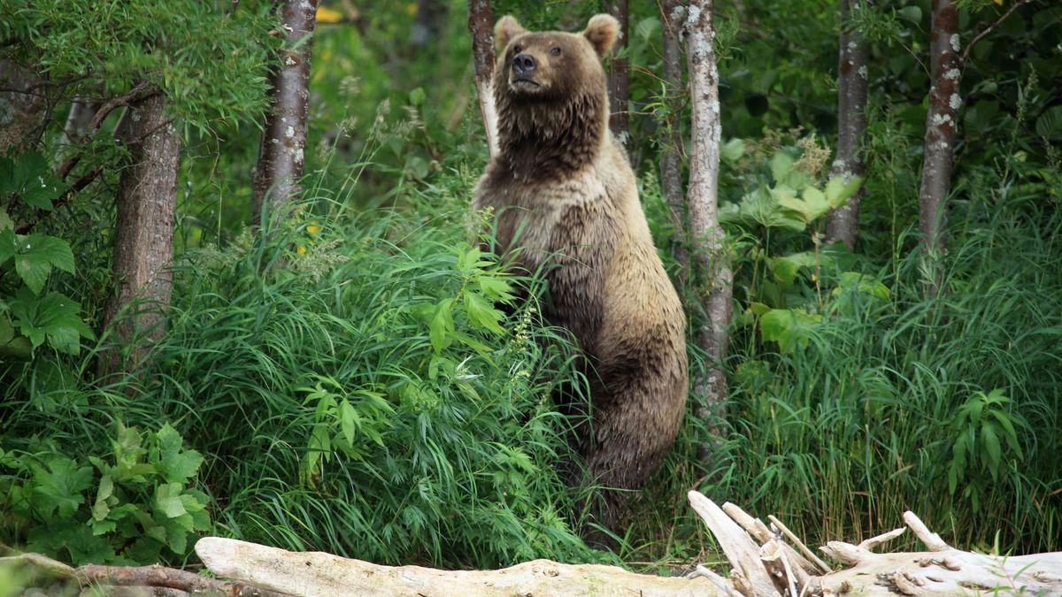 Бурый медведь дальнего Востока