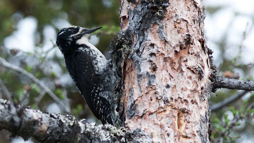 American Three Toed Woodpecker