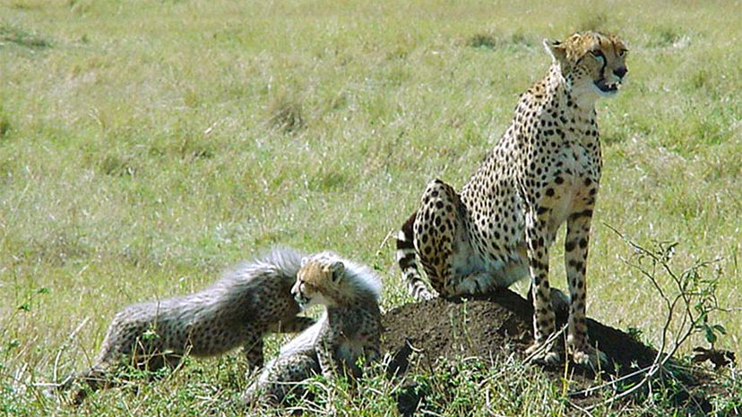 Tanzanian cheetah
