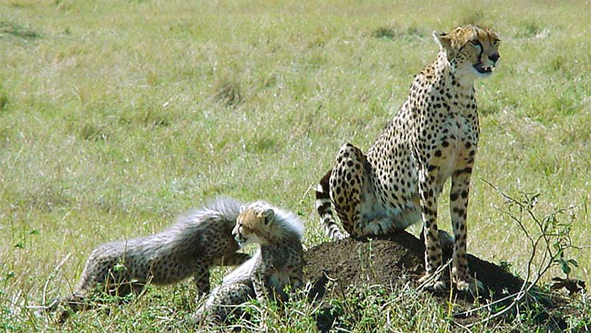 Tanzanian cheetah