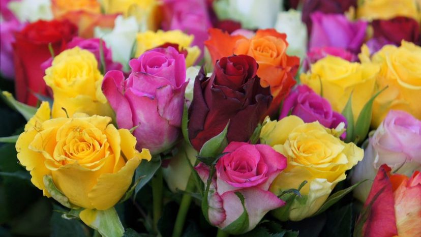 Roses