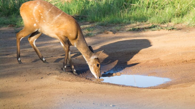 Bushbuck