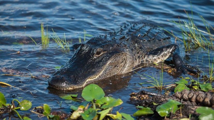 American Alligator