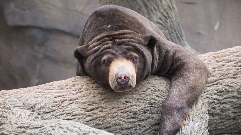 Sun bear