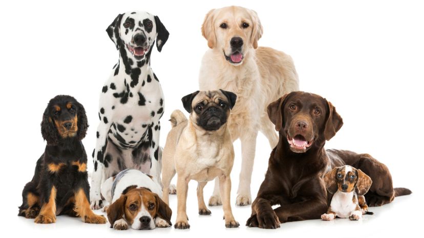 Você consegue passar nesse difícil teste de identificação de raça de cães?
