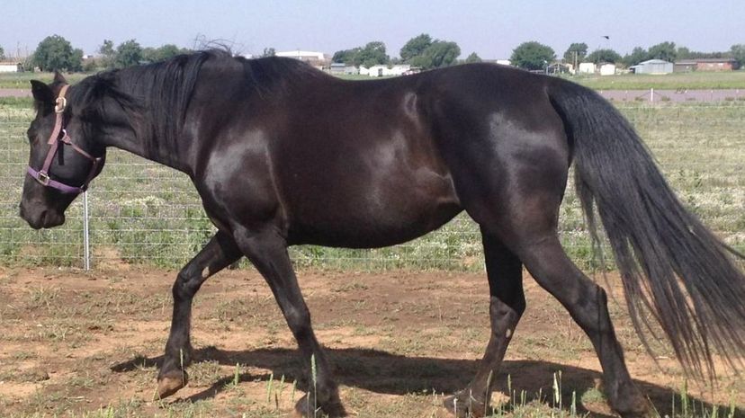 Missouri Fox Trotter