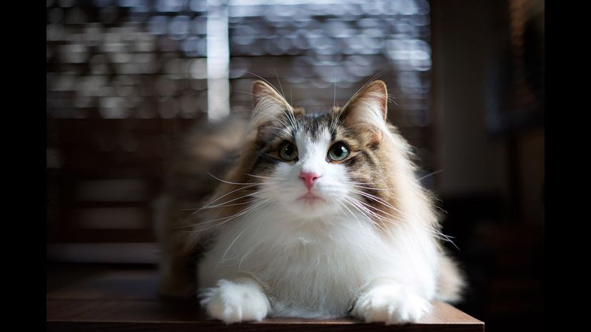 Norwegian Forest Cat