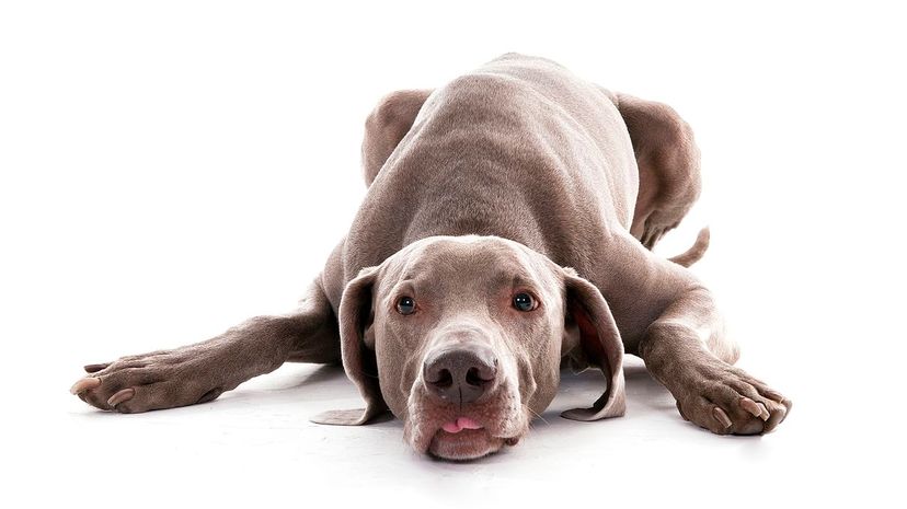 Weimaraner