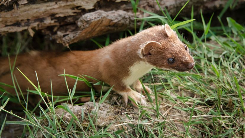 Weasel