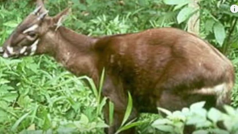 Saola