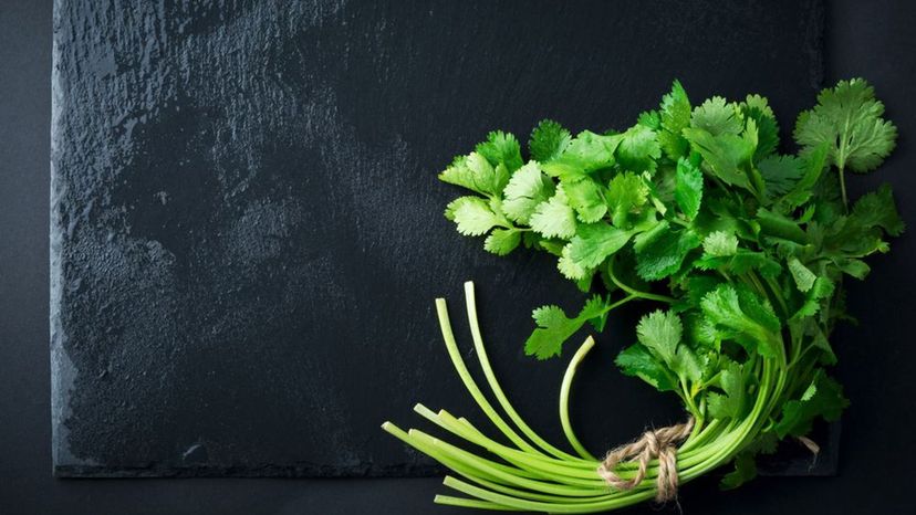 Coriander