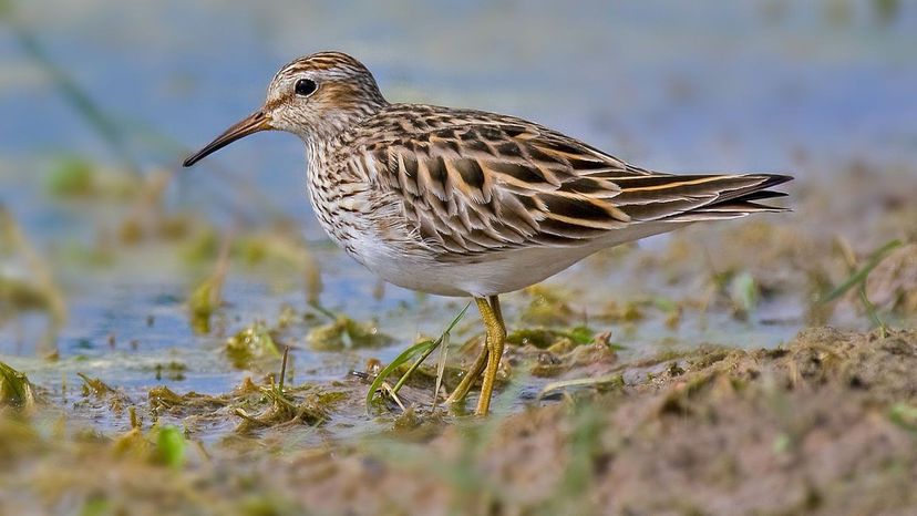 Sandpiper