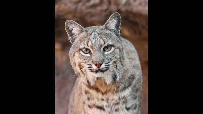 Bobcat