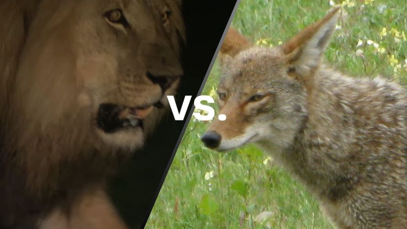 Lion vs Coyote