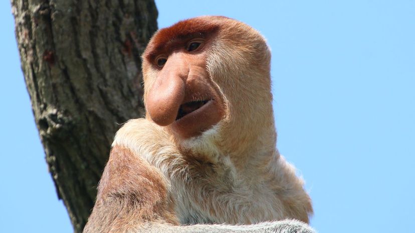 Proboscis Monkey