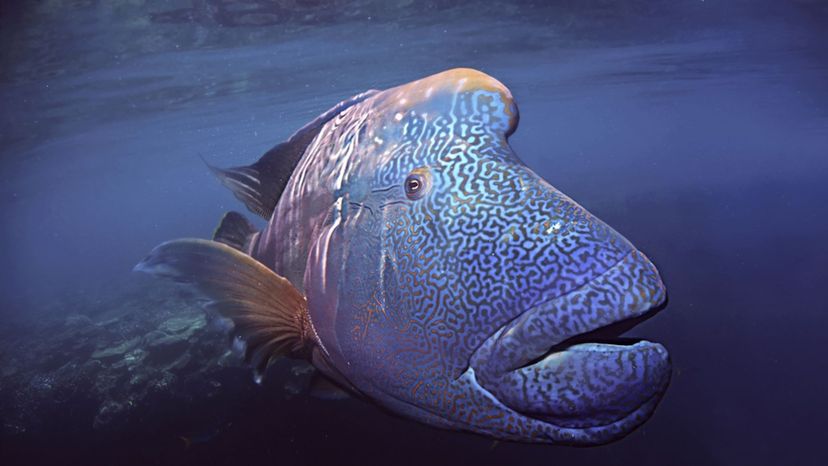 Humphead Wrasse