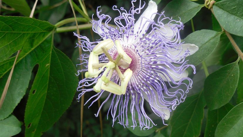 Passionflower