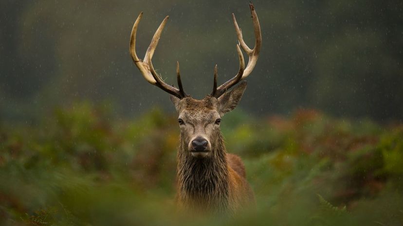 The Deer Hunting Quiz