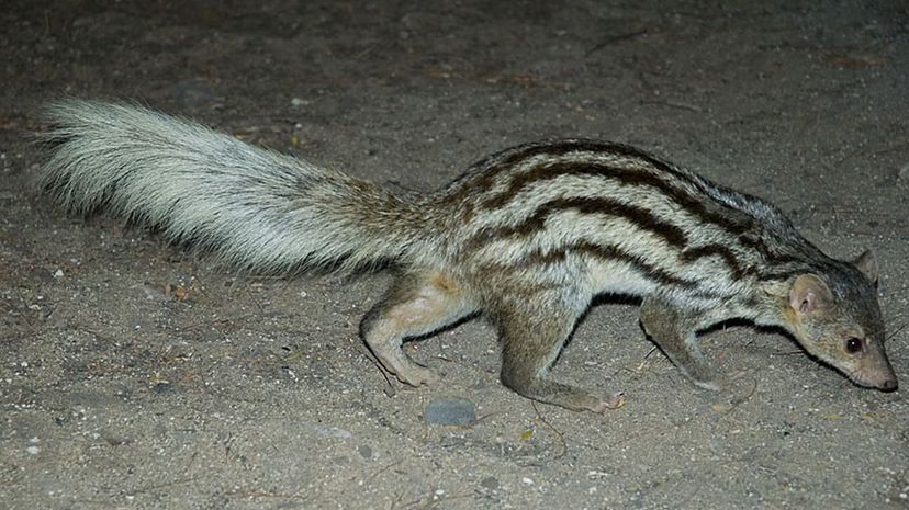 Grandidier's Mongoose